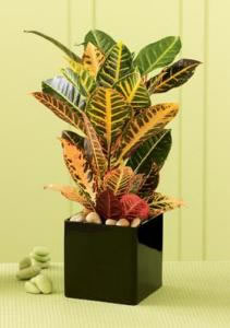 Croton